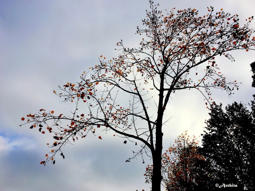 AN autumn tree on a rainy day.jpg