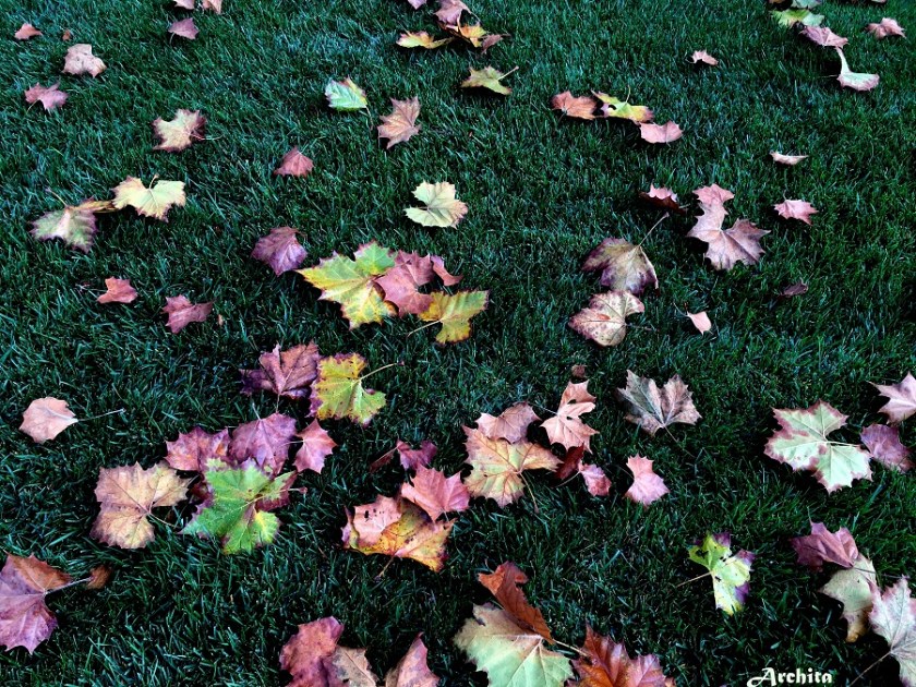 Autumn leaves after A RAINY DAY