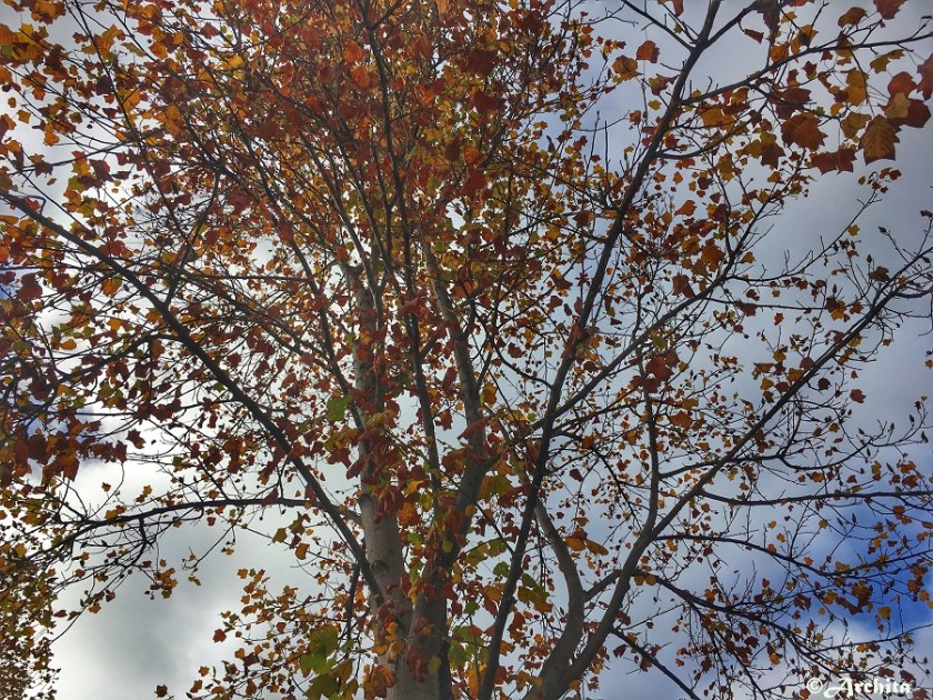 Autumn tree.jpg