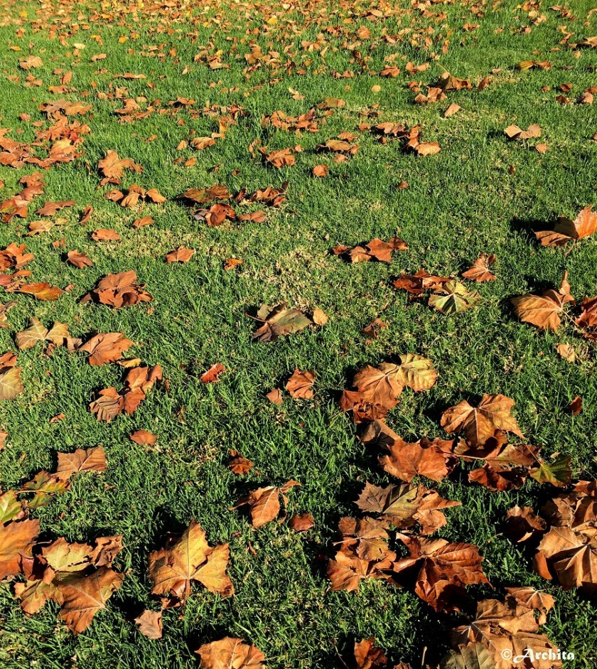 Dry leaves under the cloud.jpg